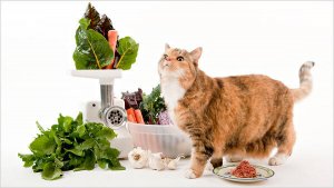 Cat Food Diet