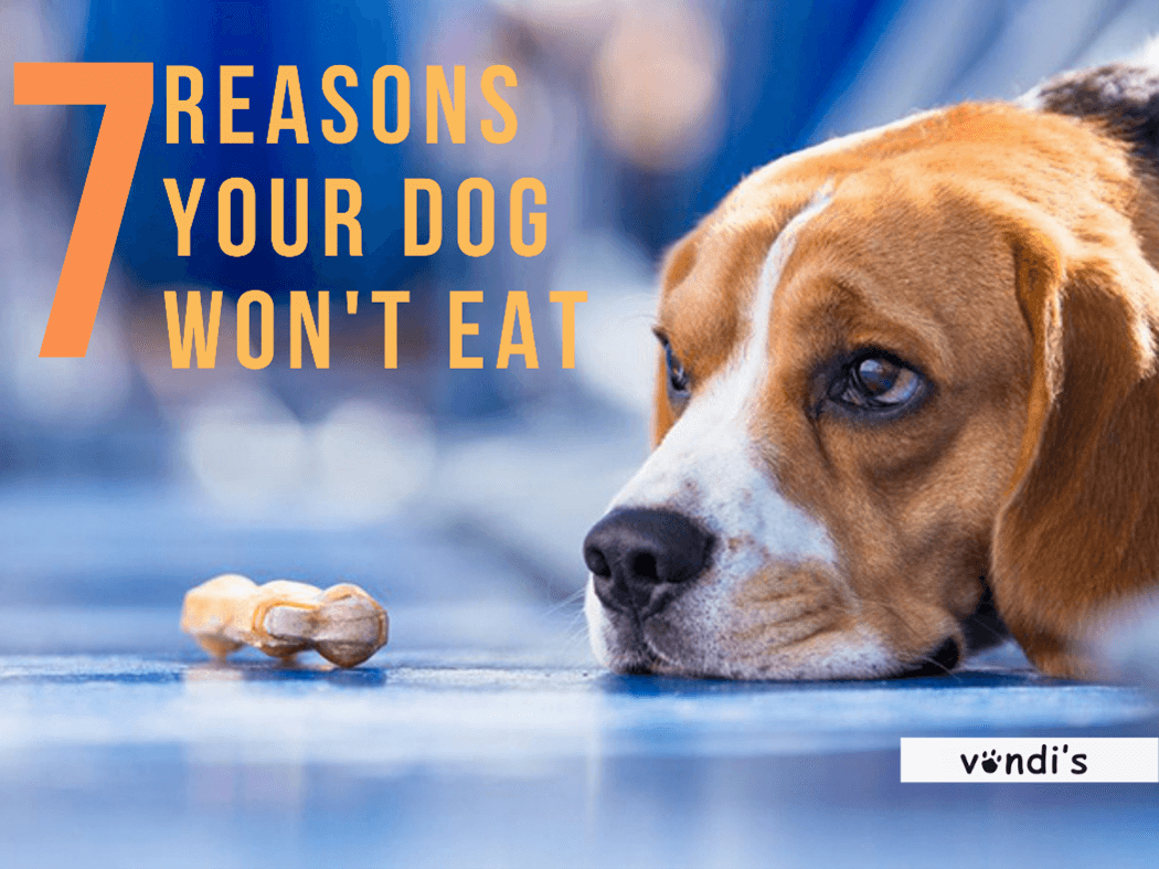 7 Possible Reasons Your Dog Is Not Eating; This Is What You Should Do