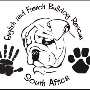 English and french bulldog rescue