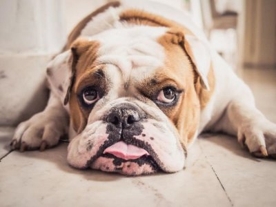 pancreatitus in dogs