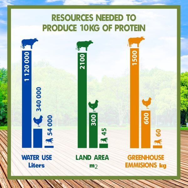 insect protein stats