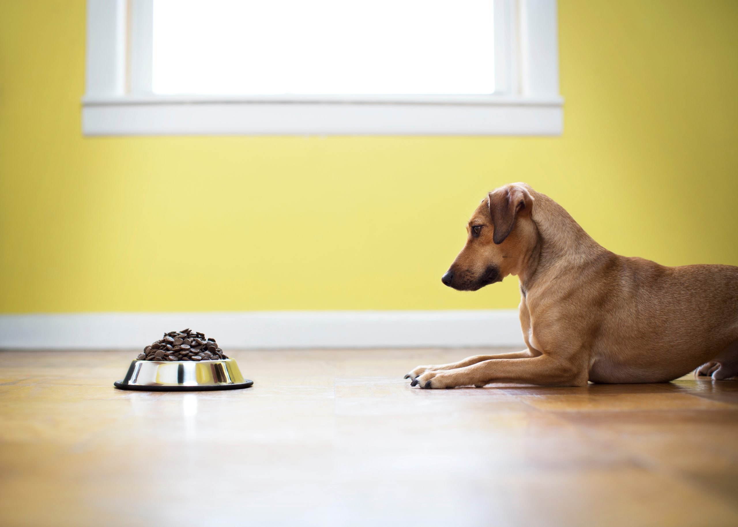 Pet Diets; The connection between diet, diabetes, and cancer