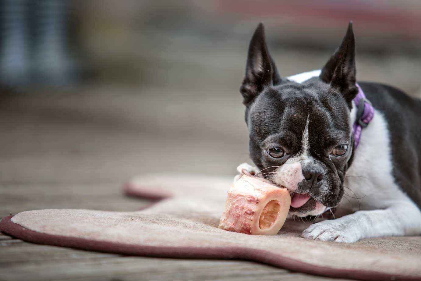 The benefits of raw bones for dogs