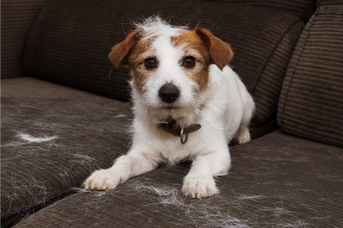5 Reasons Your Dog’s Hair Is Falling Out