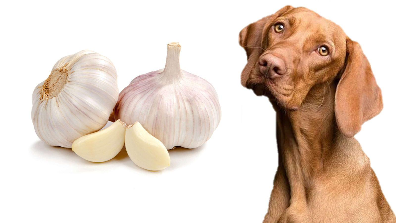 Is garlic safe for pets?