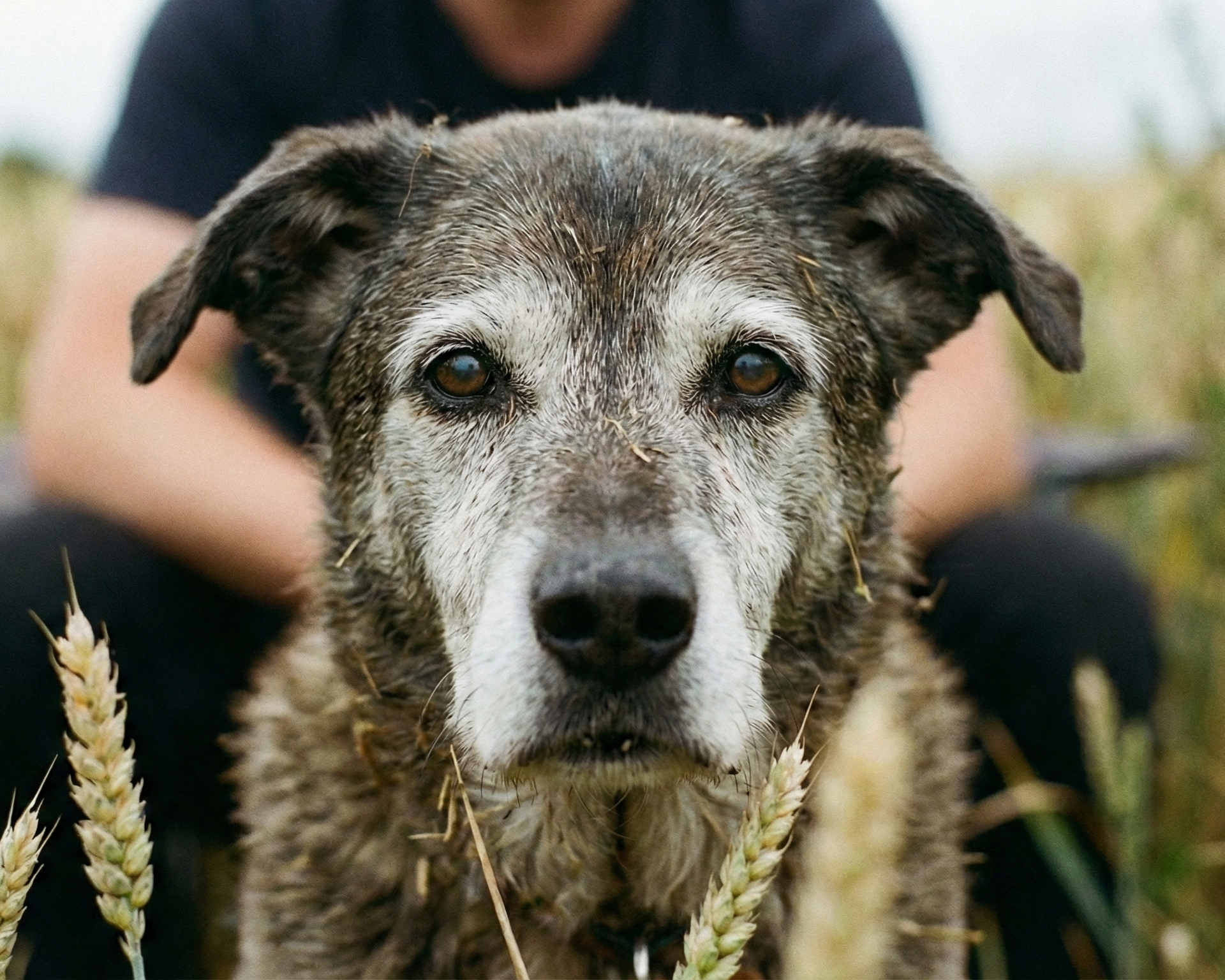 Hip Dysplasia in Dogs: Causes, Symptoms, and Long-Term Management