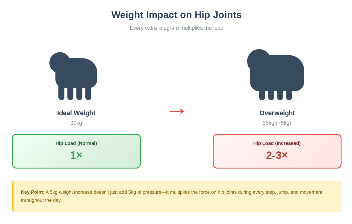 Hip Dysplasia in Dogs: Causes, Symptoms, and Long-Term Management