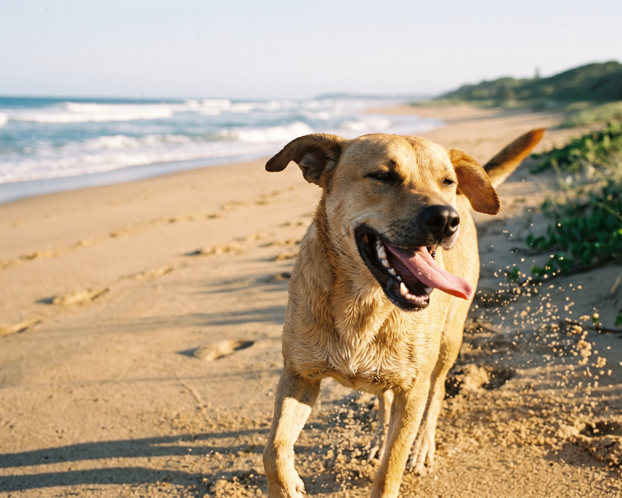 Vitamin B12 For Dogs Explained